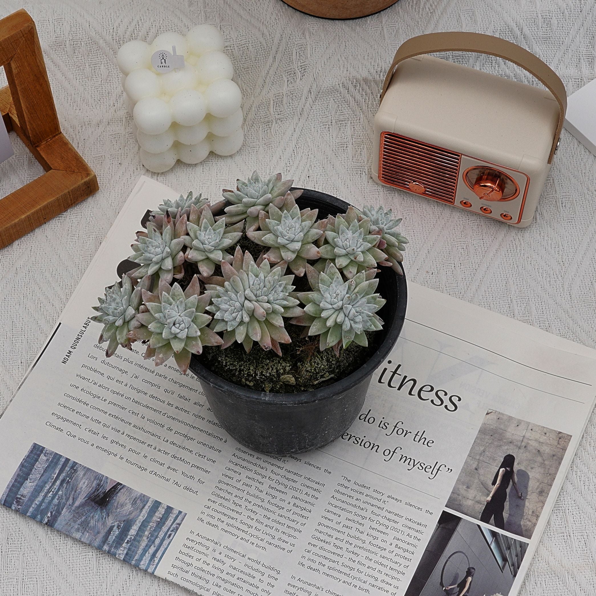 white sprite succulent 6'' Dudleya Greenei White Sprite, Rare Live Succulent Plants – cocosucculent