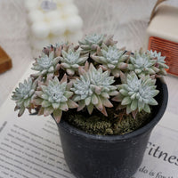 6'' Dudleya Greenei White Sprite, Rare Live Succulent Plants