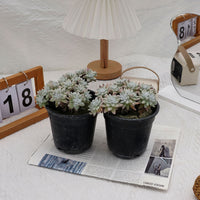 6'' Dudleya Greenei White Sprite, Rare Live Succulent Plants