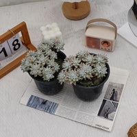 6'' Dudleya Greenei White Sprite, Rare Live Succulent Plants