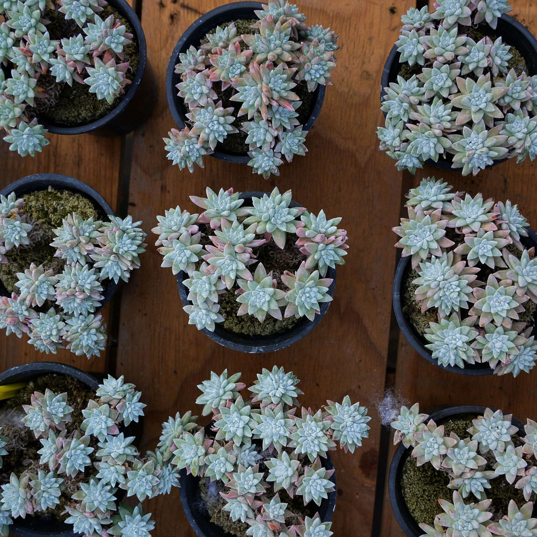 6'' Dudleya Greenei White Sprite, Rare Live Succulent Plants