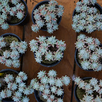 6'' Dudleya Greenei White Sprite, Rare Live Succulent Plants