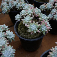 6'' Dudleya Greenei White Sprite, Rare Live Succulent Plants