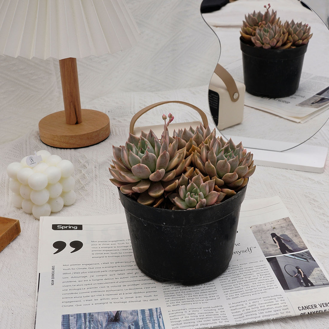 6'' Echeveria Blood Moon Variegated, Rare Live Succulent Plants