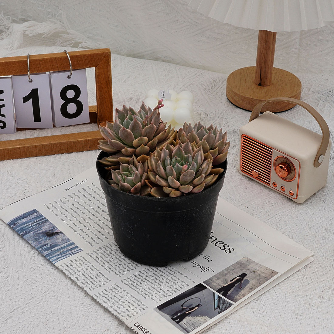6'' Echeveria Blood Moon Variegated, Rare Live Succulent Plants