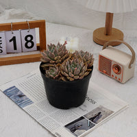 6'' Echeveria Blood Moon Variegated, Rare Live Succulent Plants