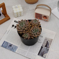 6'' Echeveria Blood Moon Variegated, Rare Live Succulent Plants