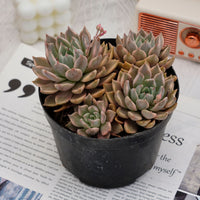 6'' Echeveria Blood Moon Variegated, Rare Live Succulent Plants