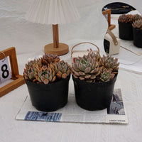 6'' Echeveria Blood Moon Variegated, Rare Live Succulent Plants