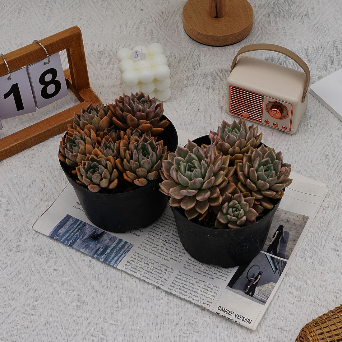 6'' Echeveria Blood Moon Variegated, Rare Live Succulent Plants