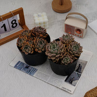 6'' Echeveria Blood Moon Variegated, Rare Live Succulent Plants