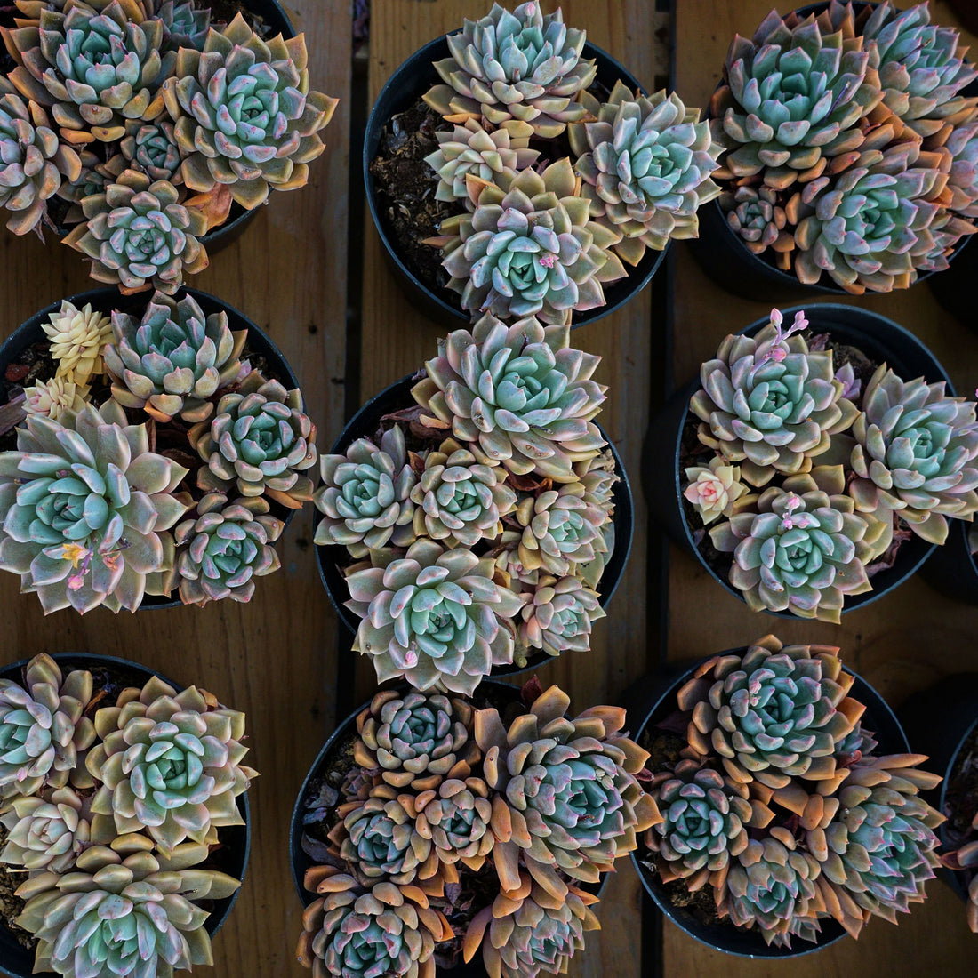 6'' Echeveria Blood Moon Variegated, Rare Live Succulent Plants
