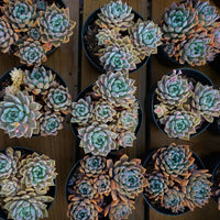 6'' Echeveria Blood Moon Variegated, Rare Live Succulent Plants