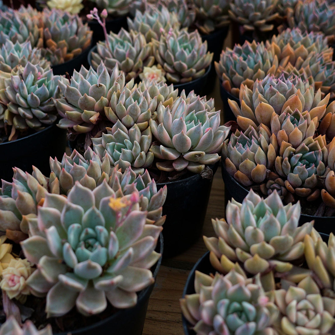 6'' Echeveria Blood Moon Variegated, Rare Live Succulent Plants