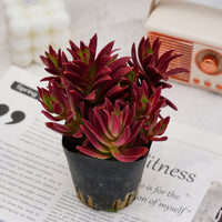 4'' Crassula Momiji Matsuri, Rare Live Succulent Plants