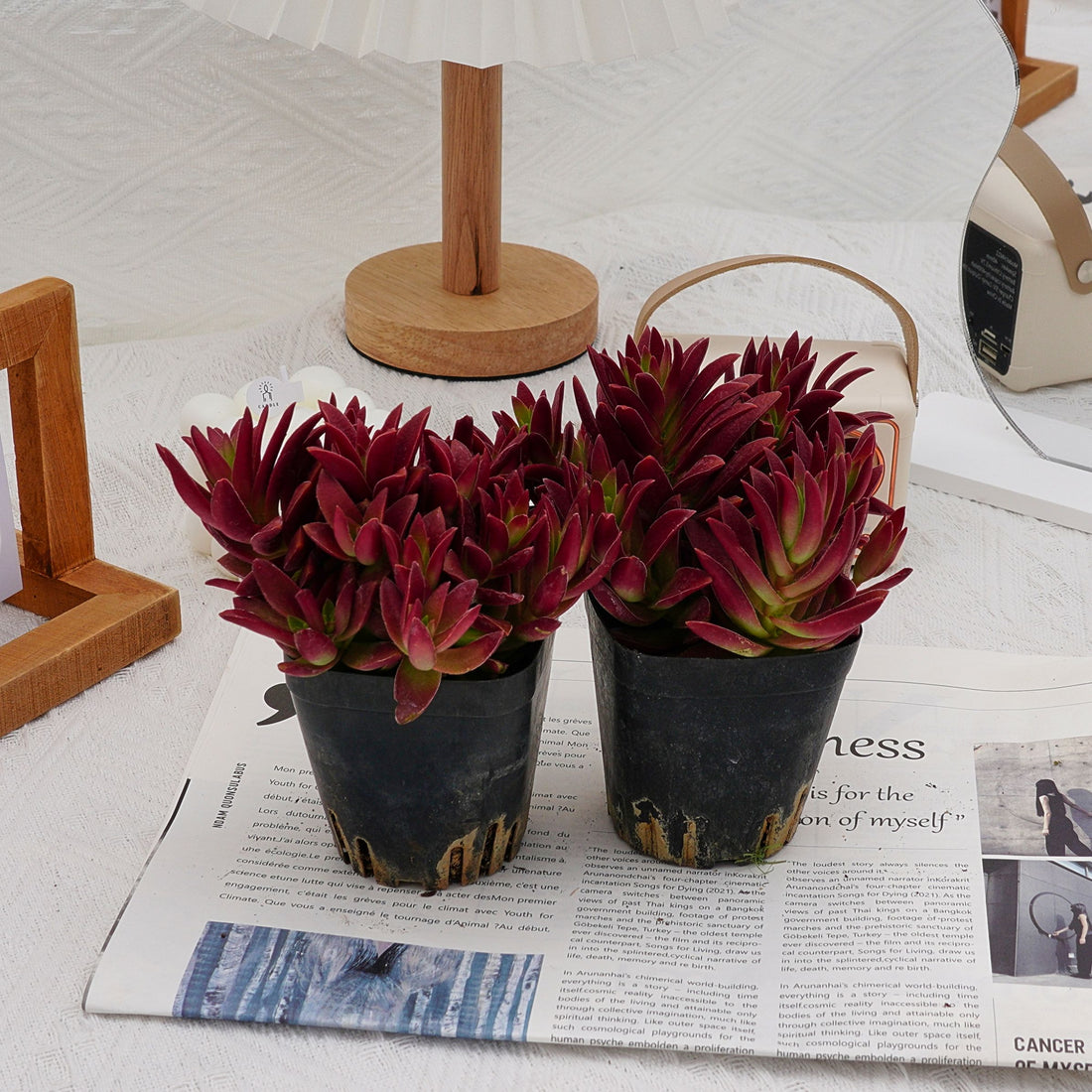 4'' Crassula Momiji Matsuri, Rare Live Succulent Plants