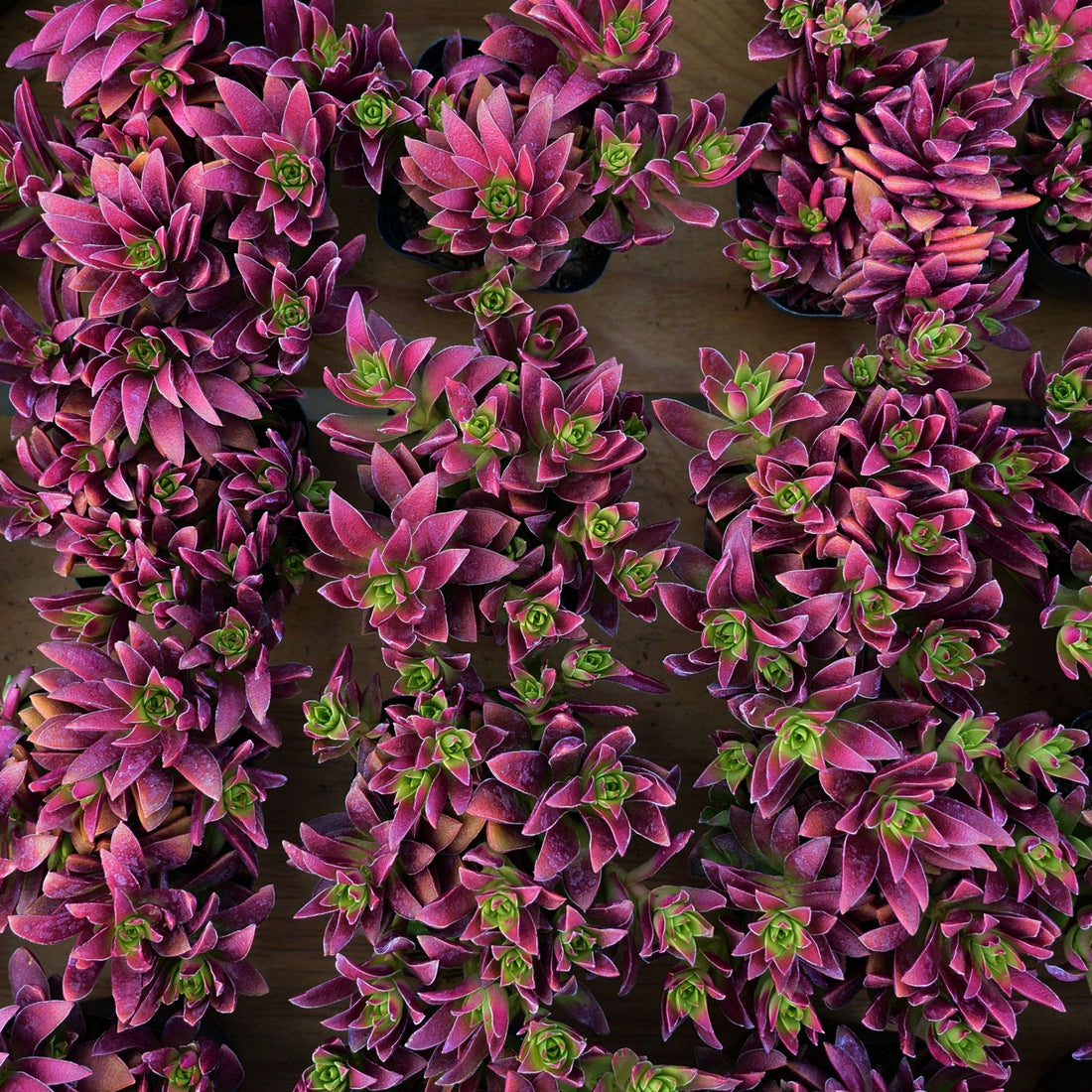 4'' Crassula Momiji Matsuri, Rare Live Succulent Plants