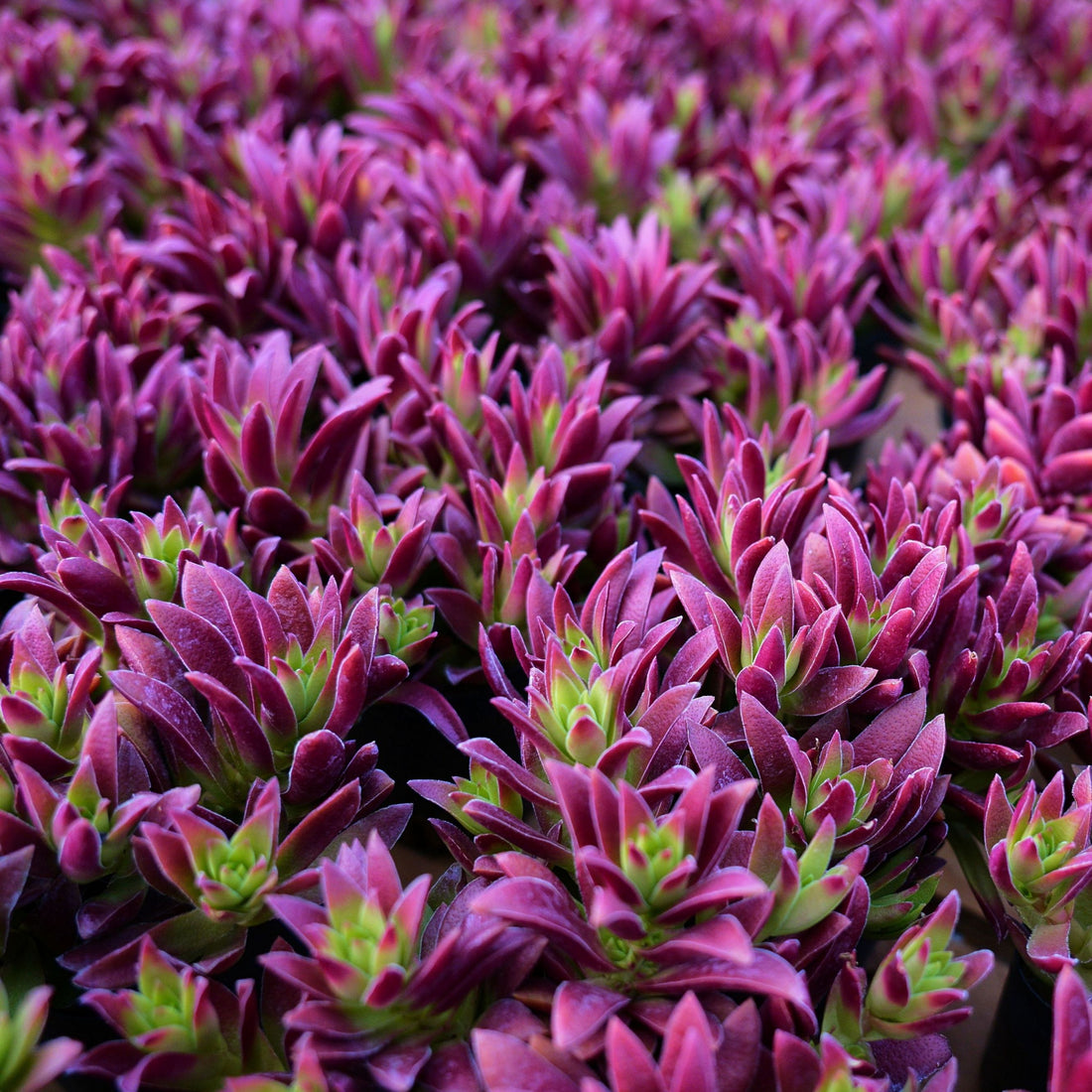 4'' Crassula Momiji Matsuri, Rare Live Succulent Plants