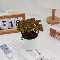 4'' Kalanchoe Firefox, Rare Live Succulent Plants