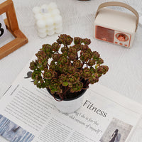4'' Kalanchoe Firefox, Rare Live Succulent Plants