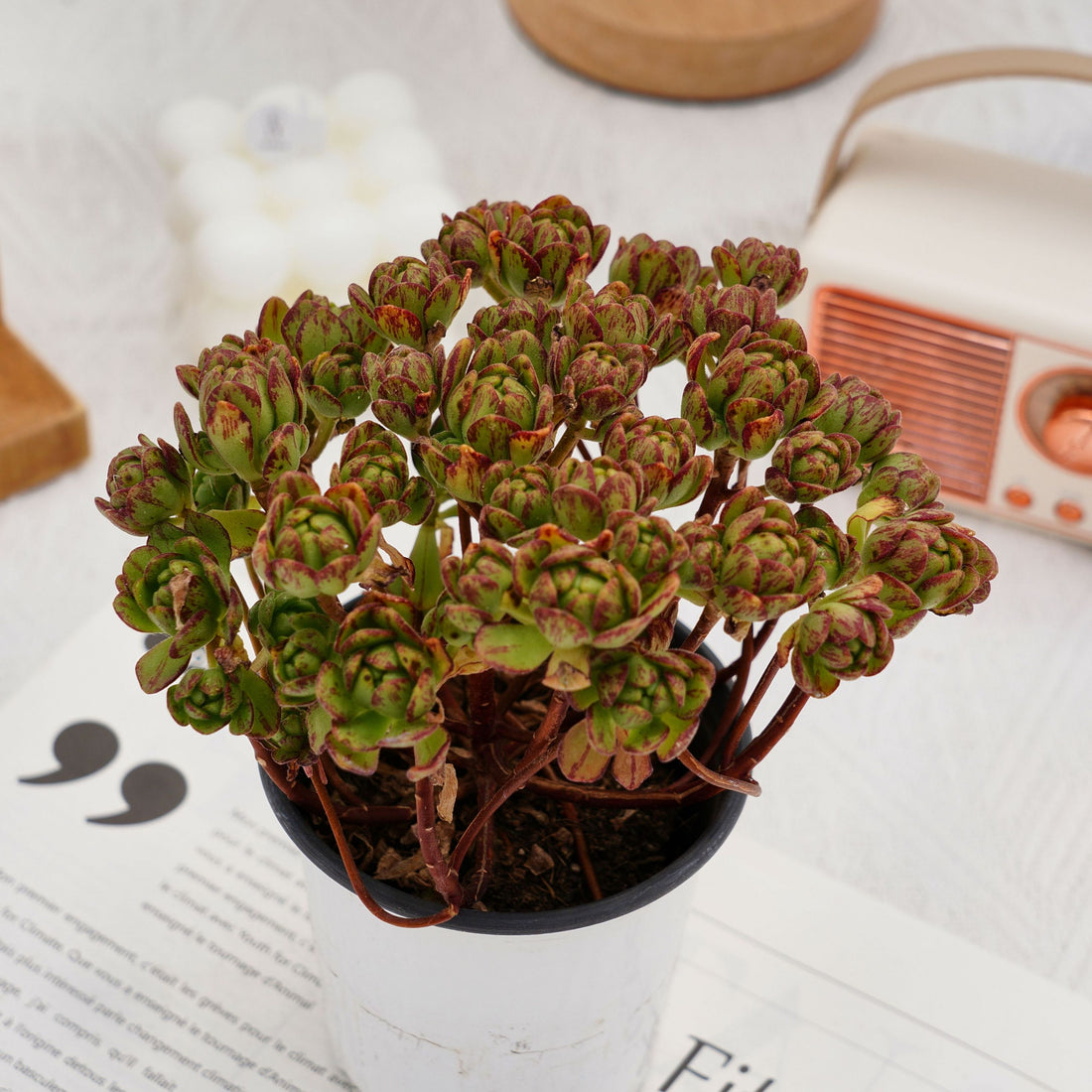4'' Kalanchoe Firefox, Rare Live Succulent Plants