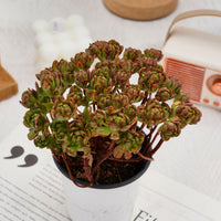 4'' Kalanchoe Firefox, Rare Live Succulent Plants