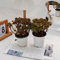 4'' Kalanchoe Firefox, Rare Live Succulent Plants
