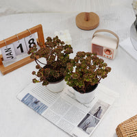 4'' Kalanchoe Firefox, Rare Live Succulent Plants