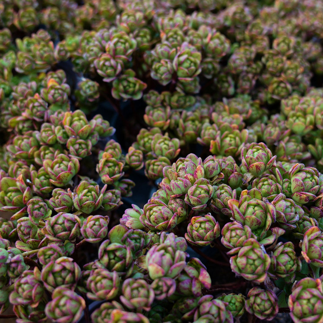 4'' Kalanchoe Firefox, Rare Live Succulent Plants