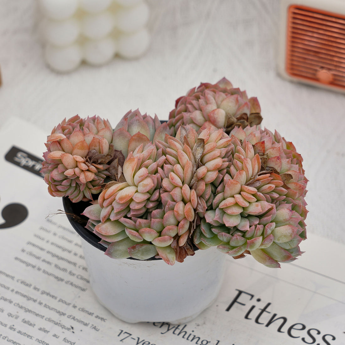 5'' Echeveria Sasa Crested, Rare Live Succulent Plants