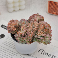 5'' Echeveria Sasa Crested, Rare Live Succulent Plants