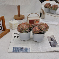5'' Echeveria Sasa Crested, Rare Live Succulent Plants
