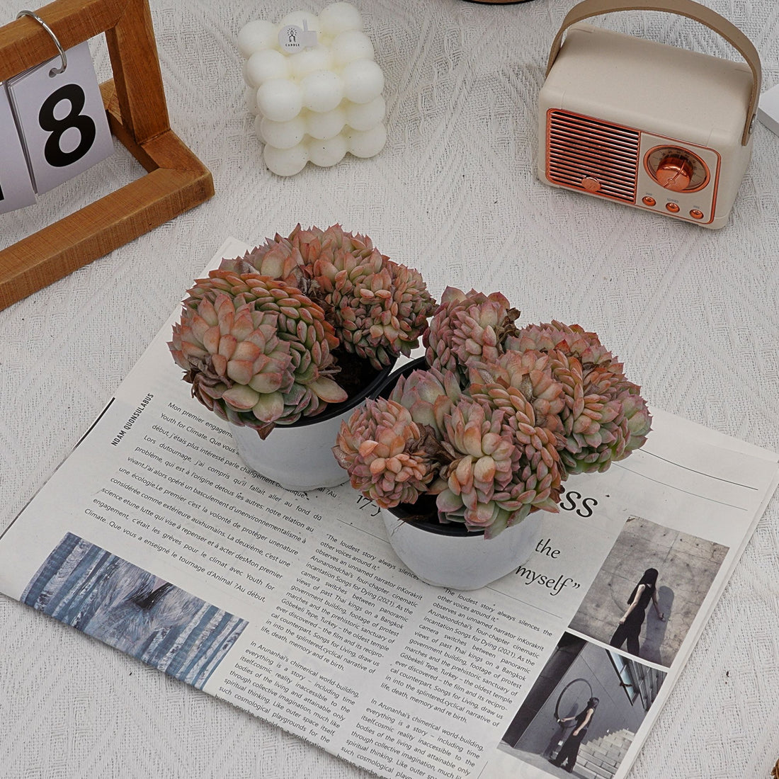 5'' Echeveria Sasa Crested, Rare Live Succulent Plants