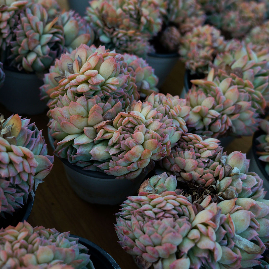 5'' Echeveria Sasa Crested, Rare Live Succulent Plants