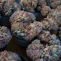 5'' Echeveria Sasa Crested, Rare Live Succulent Plants