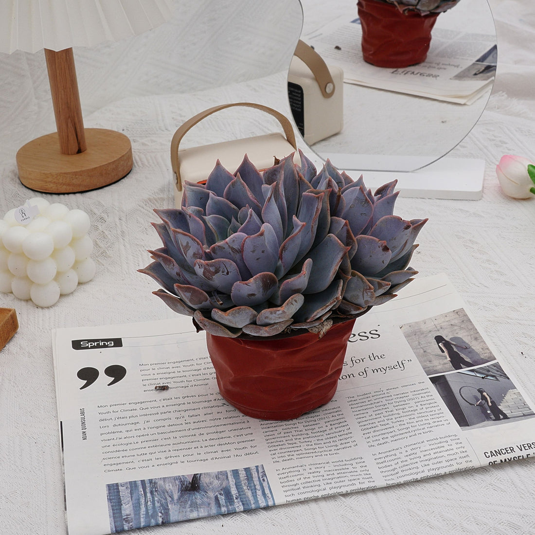 6'' Echeveria Lucila, Rare Live Succulent Plants