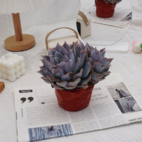 6'' Echeveria Lucila, Rare Live Succulent Plants