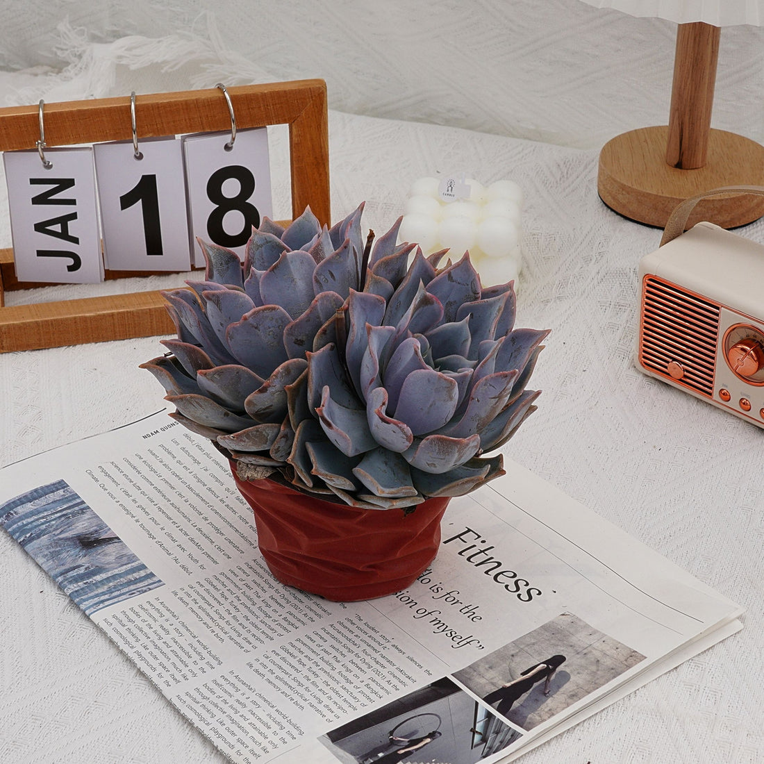 6'' Echeveria Lucila, Rare Live Succulent Plants