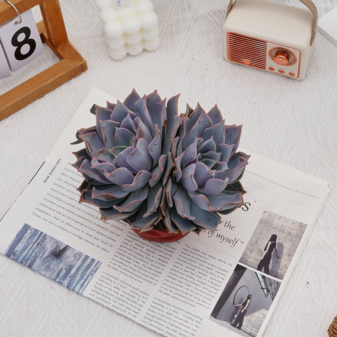 6'' Echeveria Lucila, Rare Live Succulent Plants