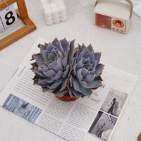 6'' Echeveria Lucila, Rare Live Succulent Plants
