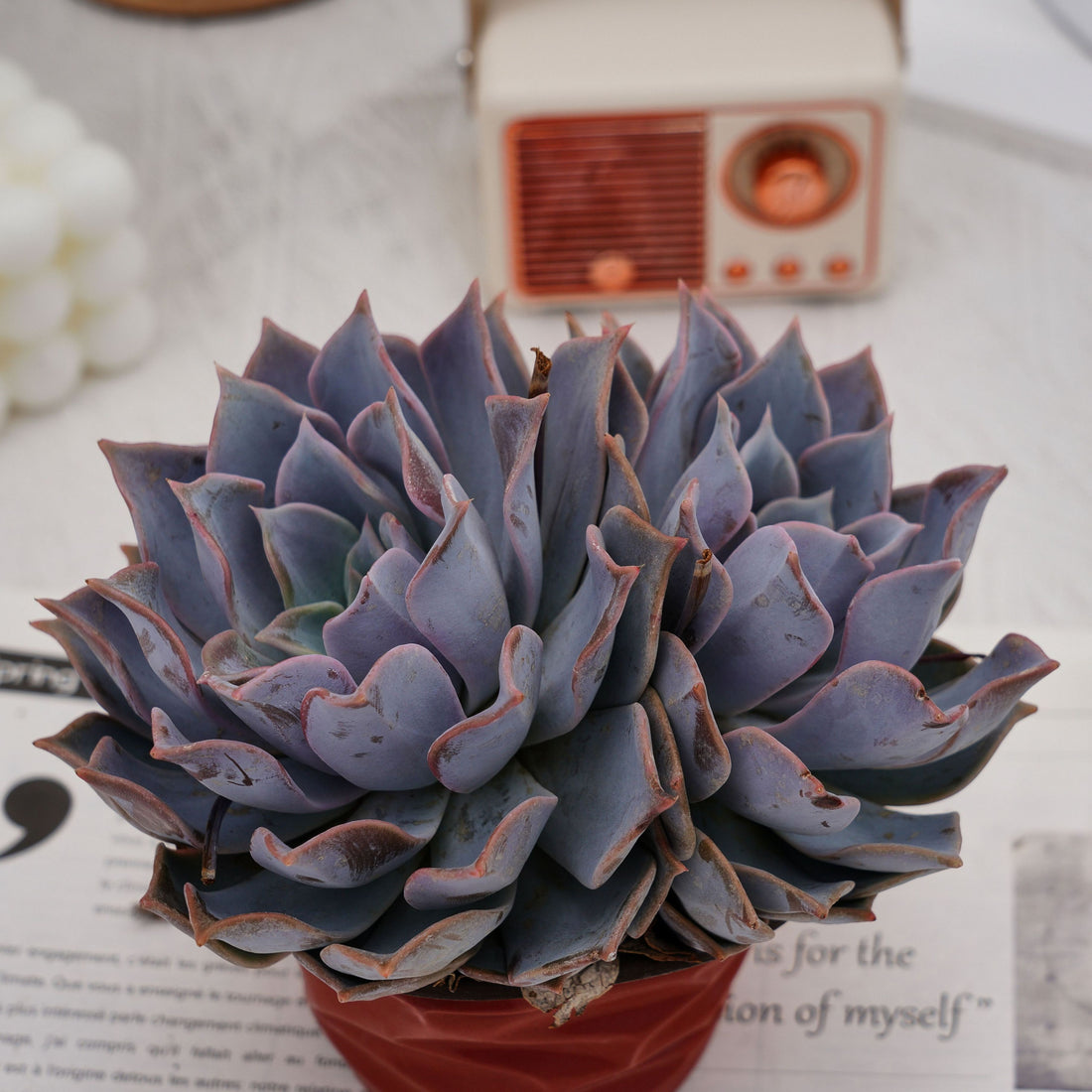 6'' Echeveria Lucila, Rare Live Succulent Plants