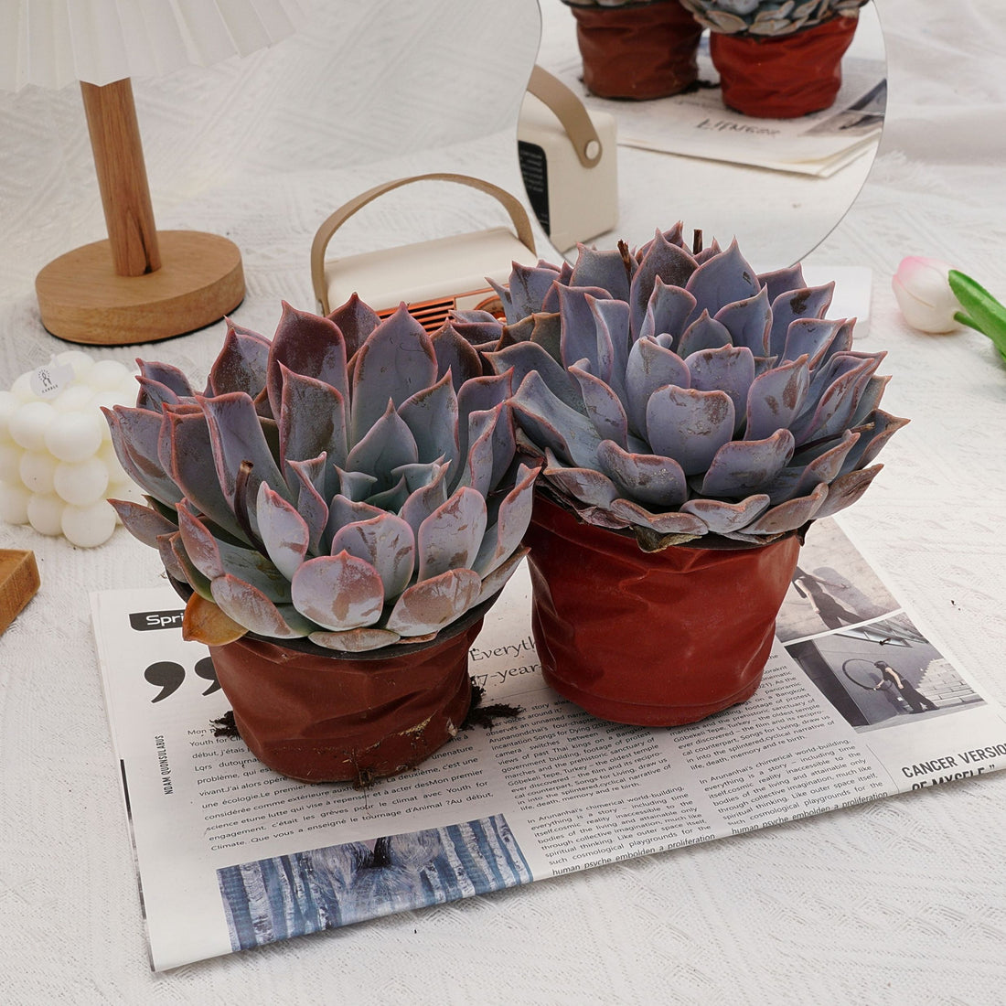 6'' Echeveria Lucila, Rare Live Succulent Plants