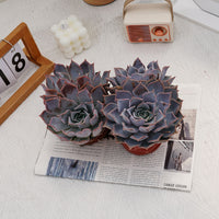 6'' Echeveria Lucila, Rare Live Succulent Plants