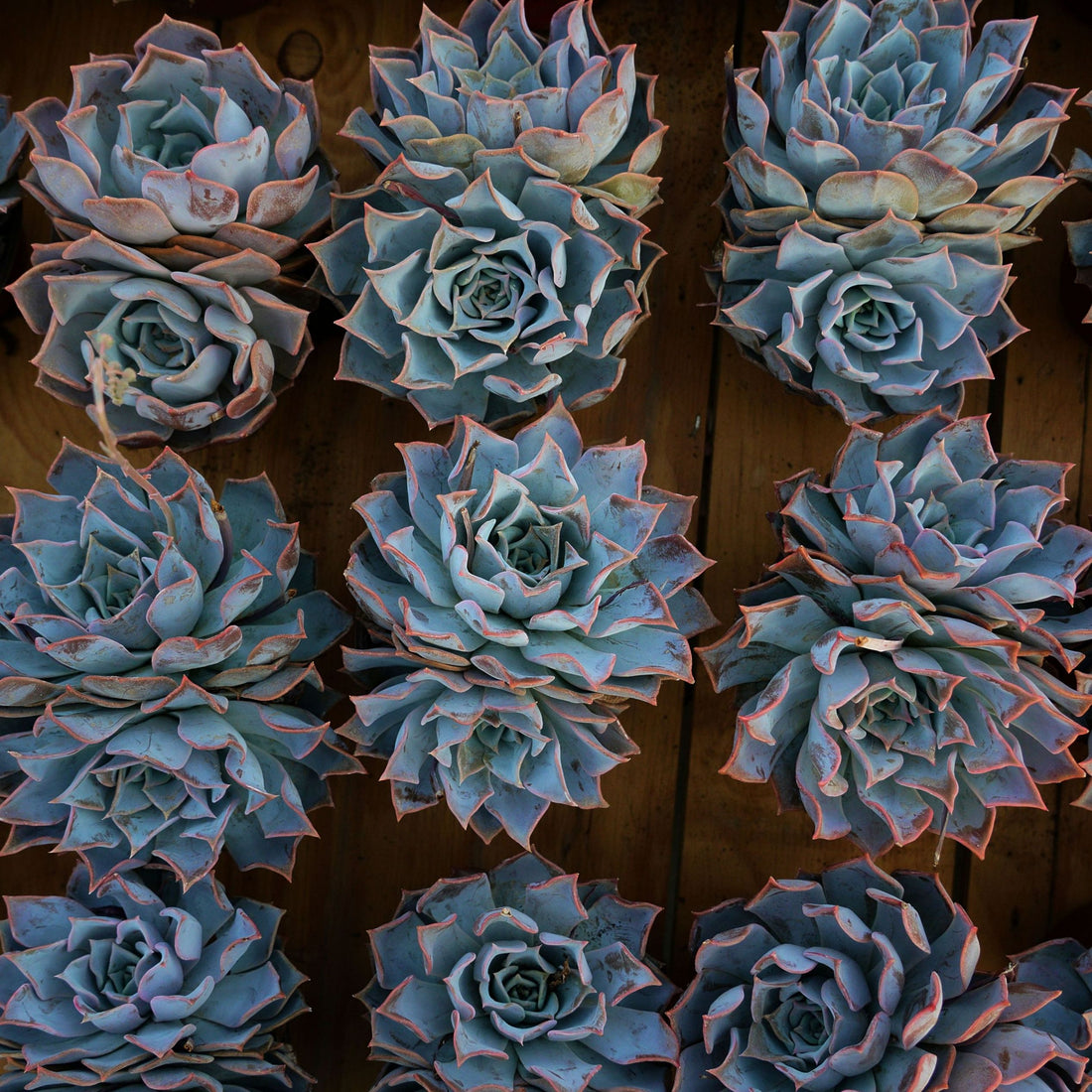 6'' Echeveria Lucila, Rare Live Succulent Plants