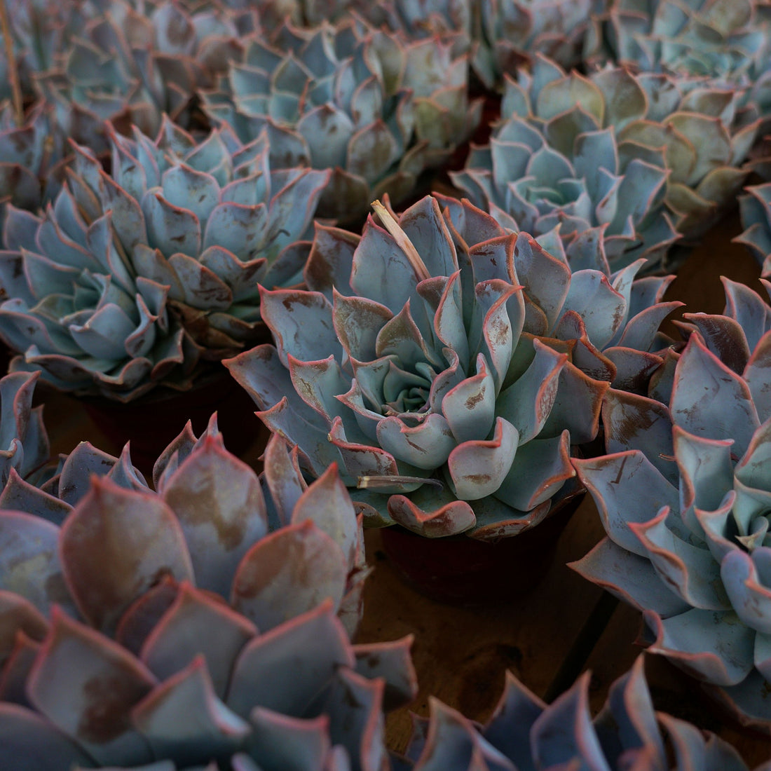 6'' Echeveria Lucila, Rare Live Succulent Plants