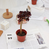 4'' Aeonium Wine Red, Rare Live Succulent Plants