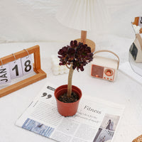 4'' Aeonium Wine Red, Rare Live Succulent Plants