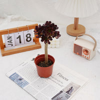 4'' Aeonium Wine Red, Rare Live Succulent Plants