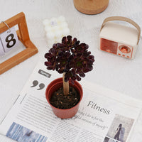4'' Aeonium Wine Red, Rare Live Succulent Plants