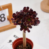 4'' Aeonium Wine Red, Rare Live Succulent Plants